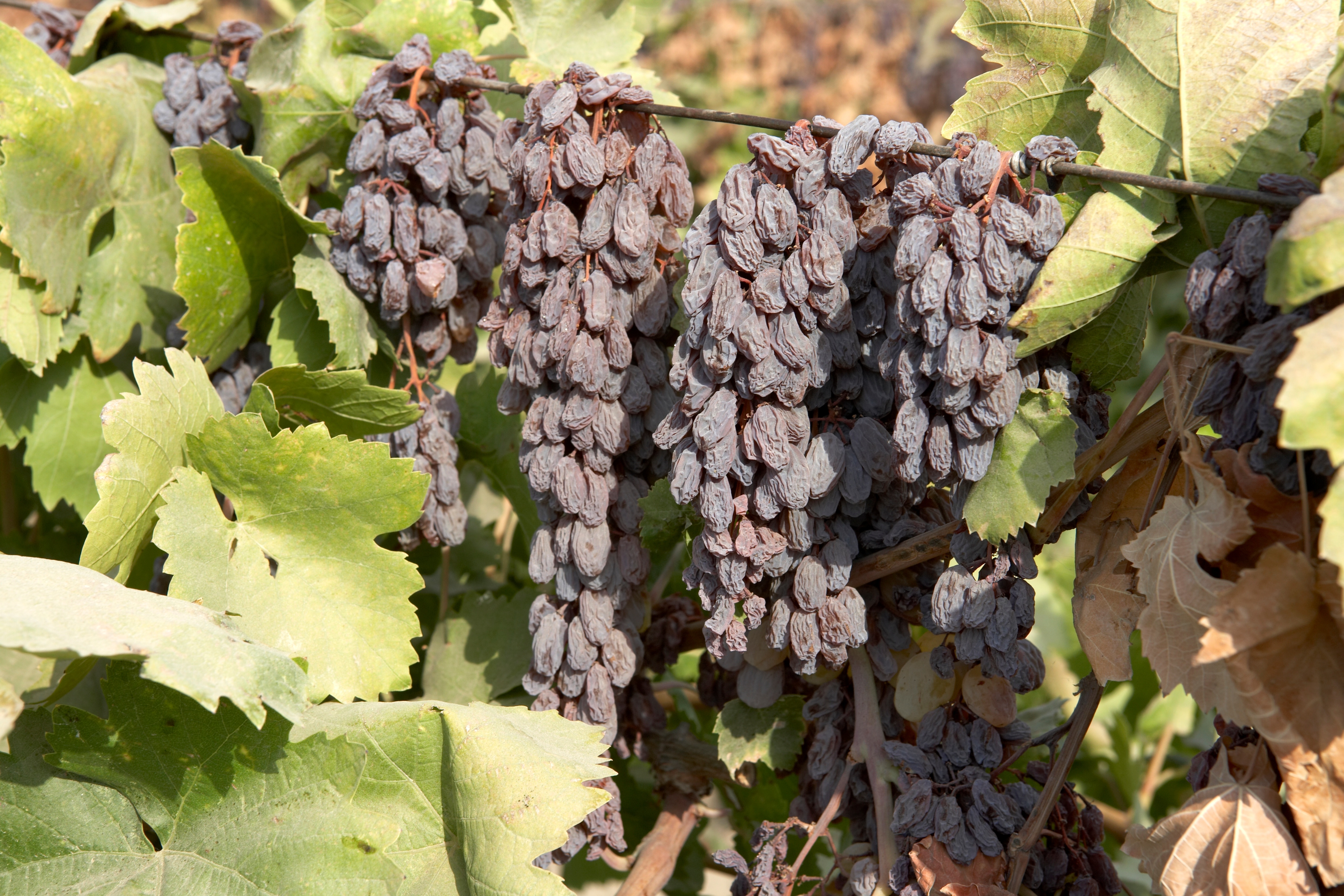 Explore The Benefits Of California Raisins ESM Magazine